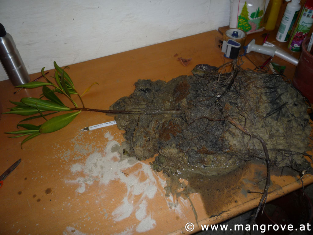 Pelliciera rhizophorae cultivation